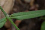 Sticky catchfly